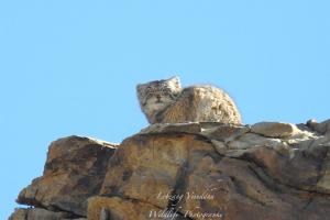 Mammals of Ladakh