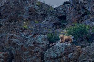 Mammals of Ladakh