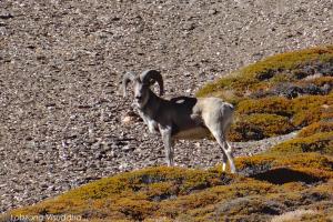 Mammals of Ladakh