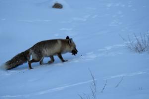 Wildlife in Ladakh