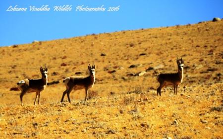 Hanle - A new Destination for Wildlife Lovers 