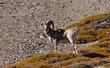 Mammals of Ladakh