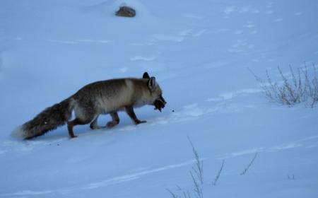 Mammals of Ladakh