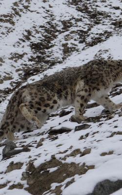 snow-leopard-watching-snow leopard-photography-tour-ladakh-snow-le0pard-tour-packages