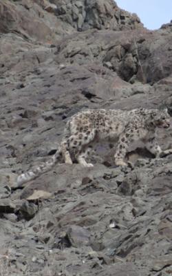 snow-leopard-spotting-tour-with-stok-festival
