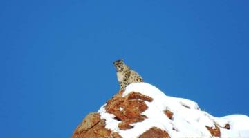 snow-leopard-with-spituk-festival