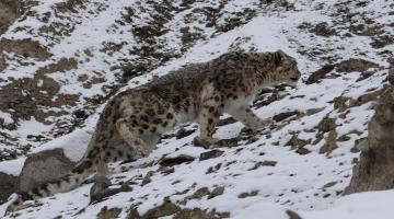 snow-leopard-watching-snow leopard-photography-tour-ladakh-snow-le0pard-tour-packages