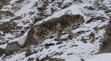 snow-leopard-watching-snow leopard-photography-tour-ladakh-snow-le0pard-tour-packages