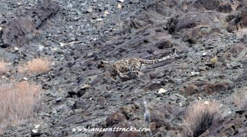 snow-leopard-with-matho-festival