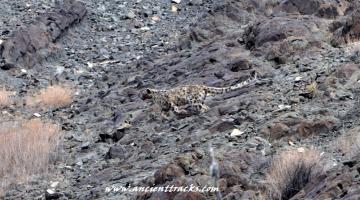 snow-leopard-with-matho-festival