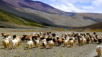 Markha Valley Trek Via Zingchen