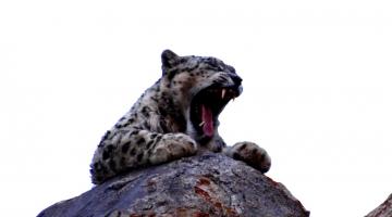 Ladakh Snow leopard Signature Itinerary and best time to spot a snow leopard in ladakh