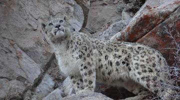 ladakh-snow-leopard-expedition-2018