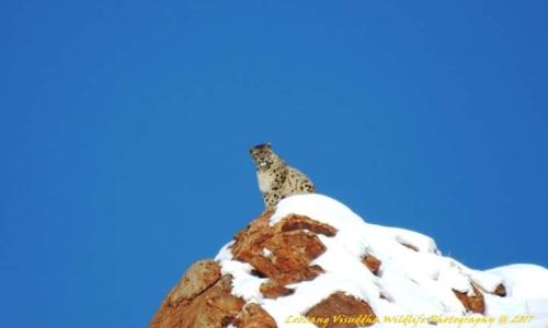 snow-leopard-with-spituk-festival