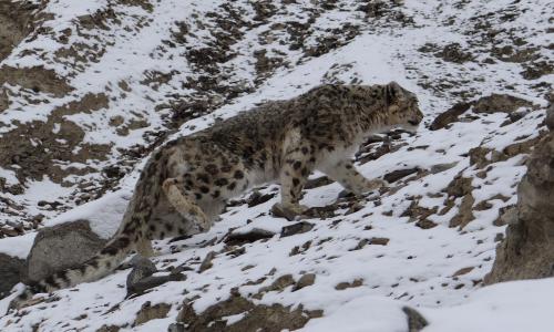 snow-leopard-watching-snow leopard-photography-tour-ladakh-snow-le0pard-tour-packages