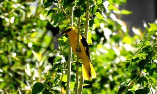 Birding Trips and Birding in Ladakh and  Wildlife Tours to Ladakh