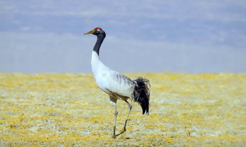 bird watching tour tsokar lake, packages tsokar lake