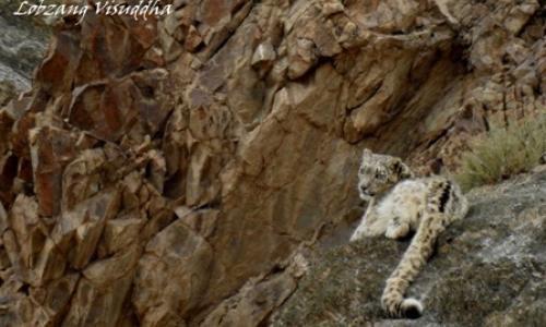 ladakh-wildlife-tour