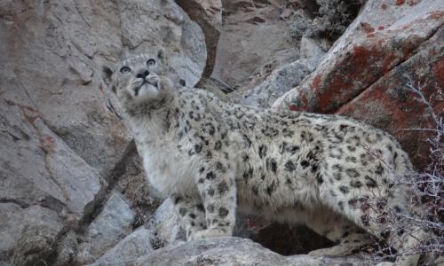 ladakh-snow-leopard-expedition-2018