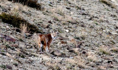 Eurasian Lynx wildlife tour to Ladakh