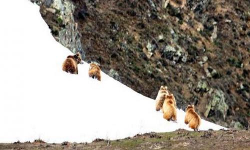 Himalayan brown bear photography tour to Ladakh