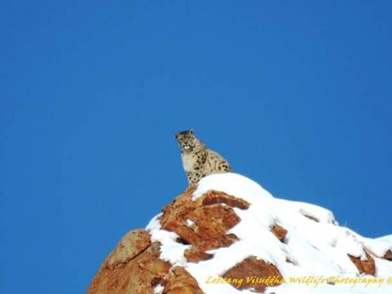 snow-leopard-with-spituk-festival