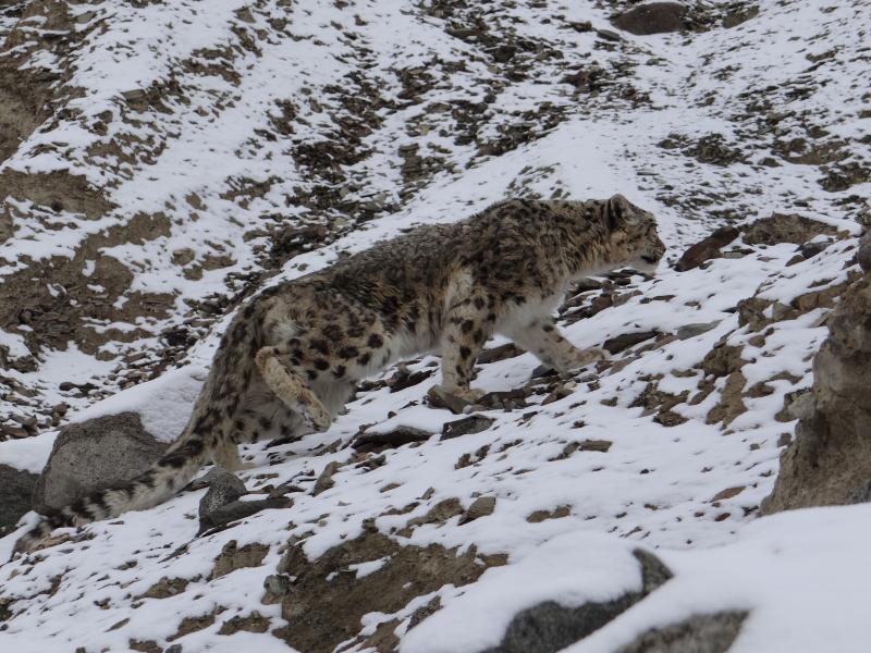 snow-leopard-watching-snow leopard-photography-tour-ladakh-snow-le0pard-tour-packages