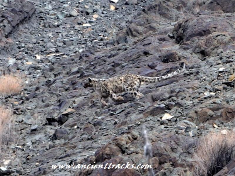 snow-leopard-with-matho-festival