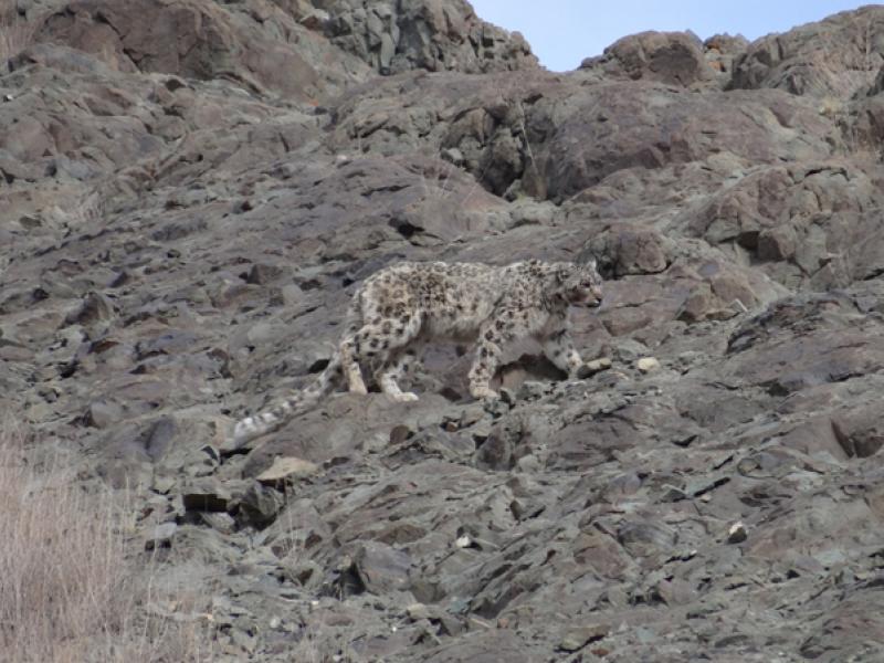 snow-leopard-spotting-tour-with-stok-festival