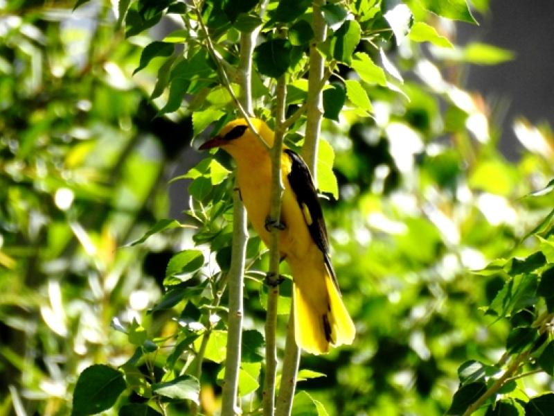 Birding Trips and Birding in Ladakh and  Wildlife Tours to Ladakh