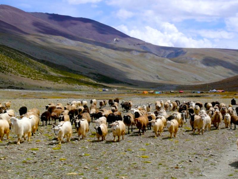 Markha Valley Trek Via Zingchen