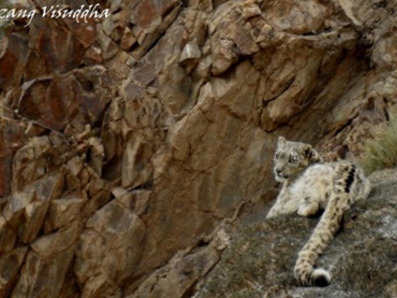 ladakh-wildlife-tour