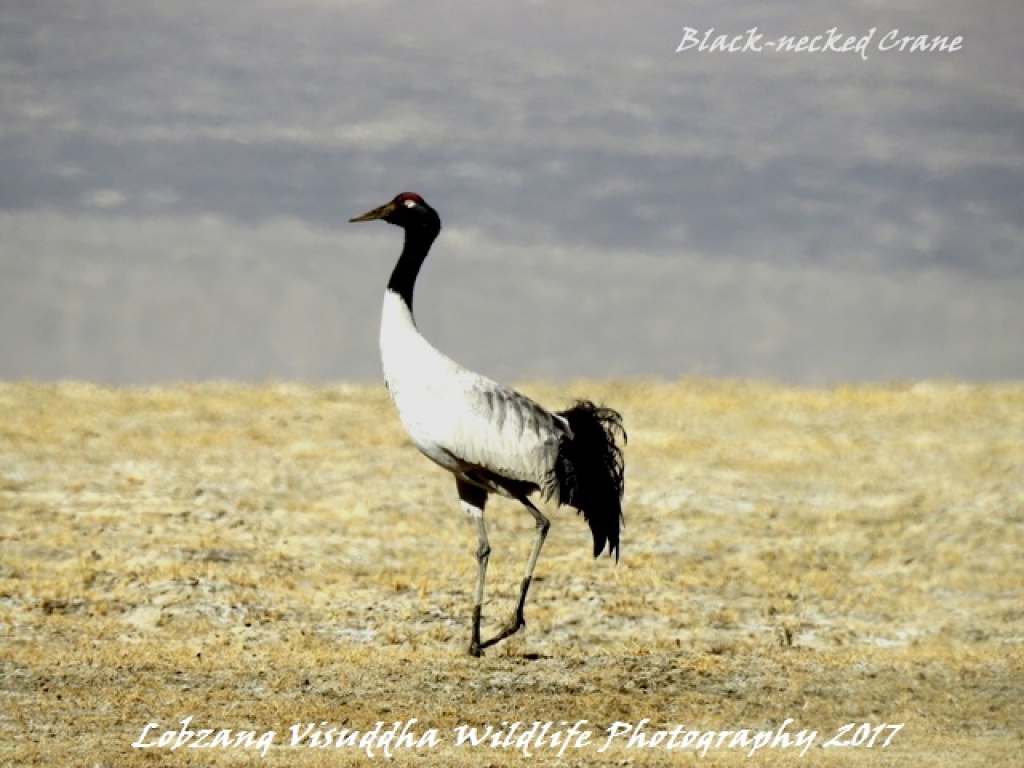 Wildlife in Ladakh or Wildlife of Ladakh Ladakh situated between 2500 m ...