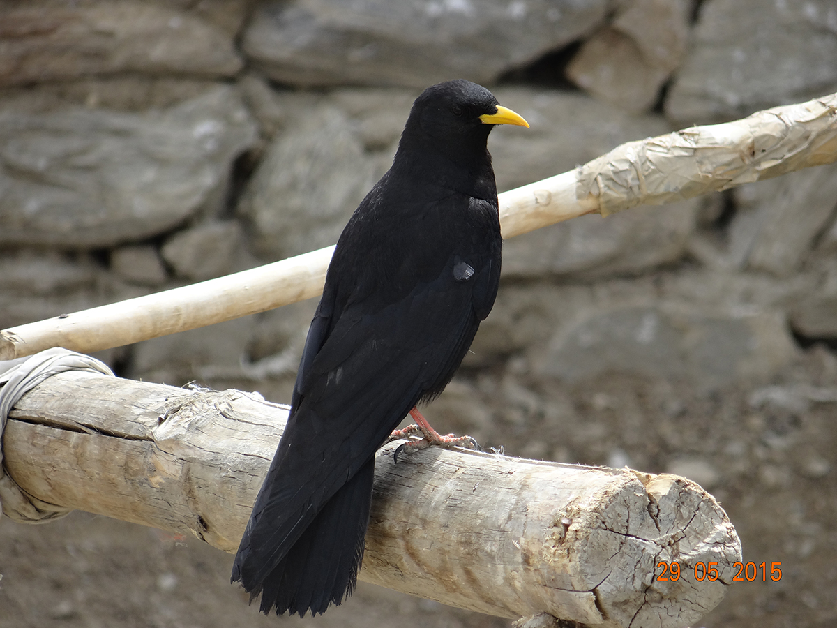 Yellow-billed Chough, one of the high altitude endemic birds of Ladakh Himalaya