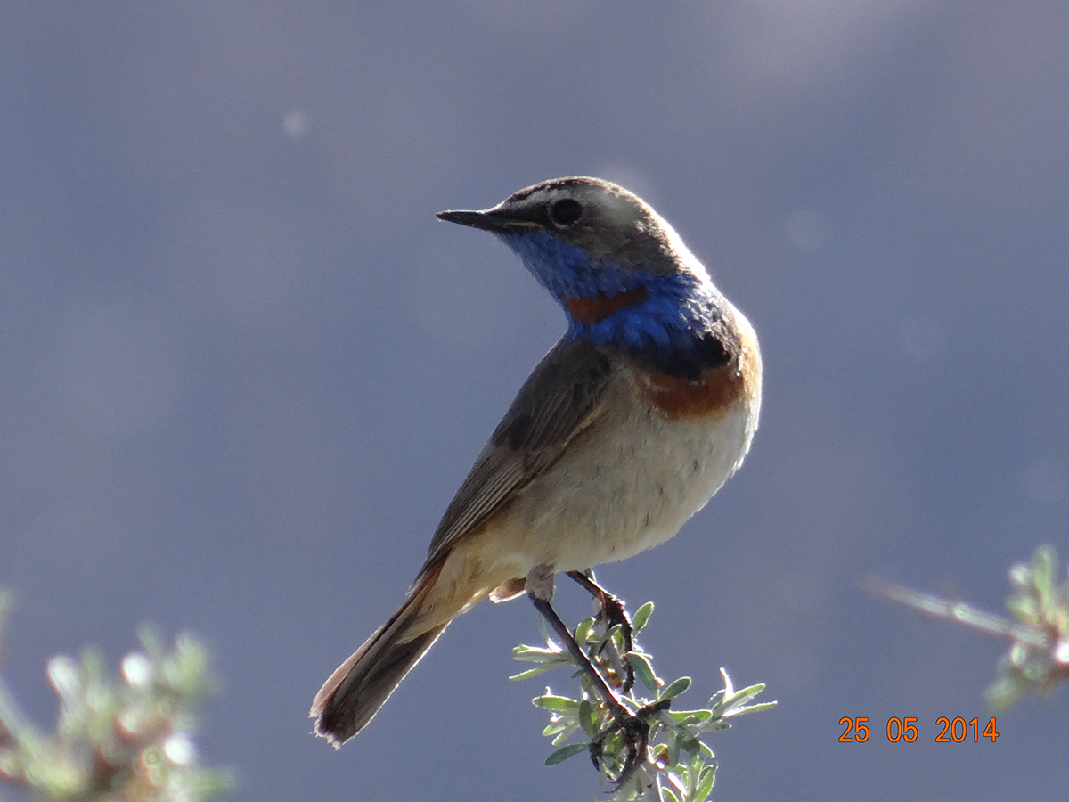 Blue-Throat is one of the birds of Ladakh found mainly along the Indus Belt, Shey-Thiksay-Marshes in Leh Ladakh., Leh, Ladakh, India.