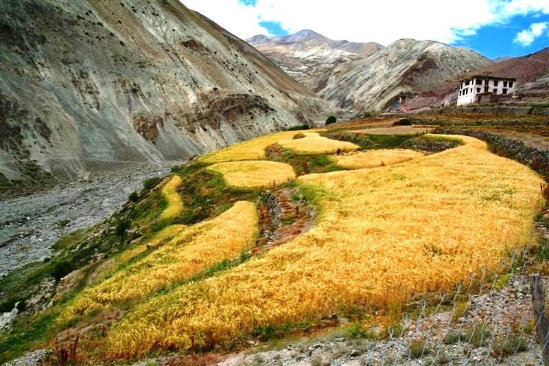 Yurutsey Homestay, Markha Valley Trek, Ladakh