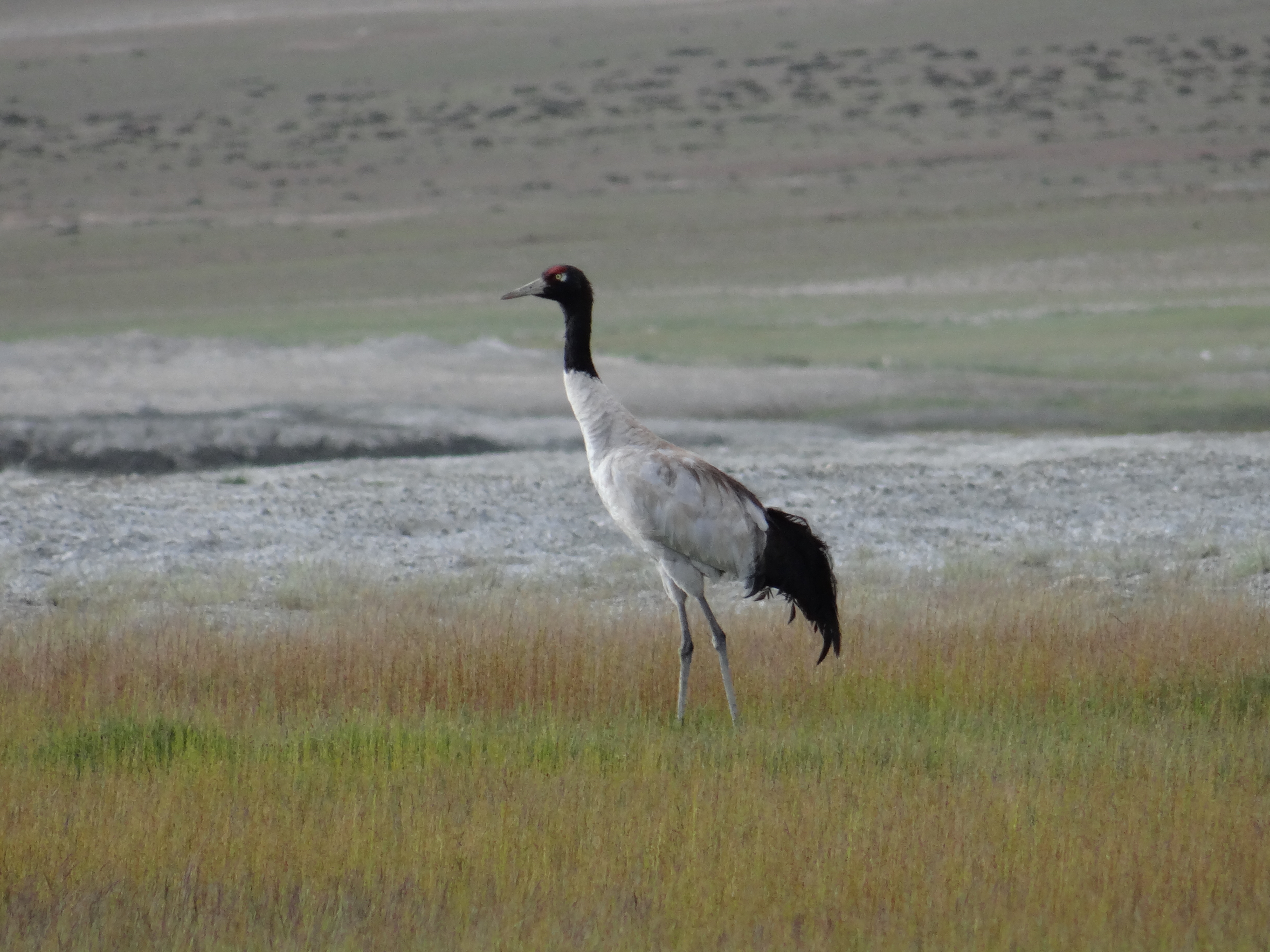 Black-necked Crane is Jammu & Kashmir's State Bird, breeds in Ladakh only.