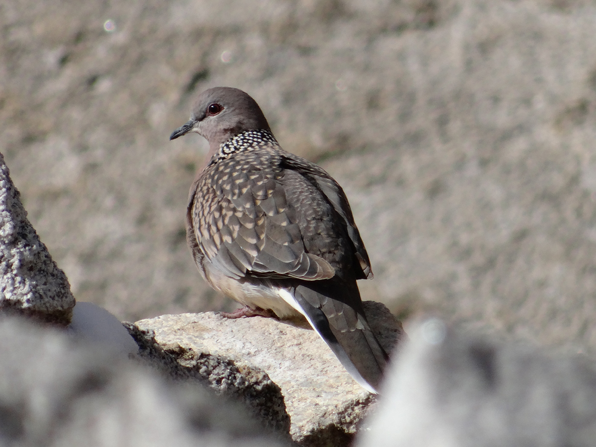 Spotted Dove, a record sighting in Ladakh by Lobzang Visuddha, Founder, Wildife Conservation and Birds Club of Ladakh (WCBCL). Birding in Ladakh with Ancient Tracks is unique birding trips to Ladakh region of high altitude birds of Ladakh.