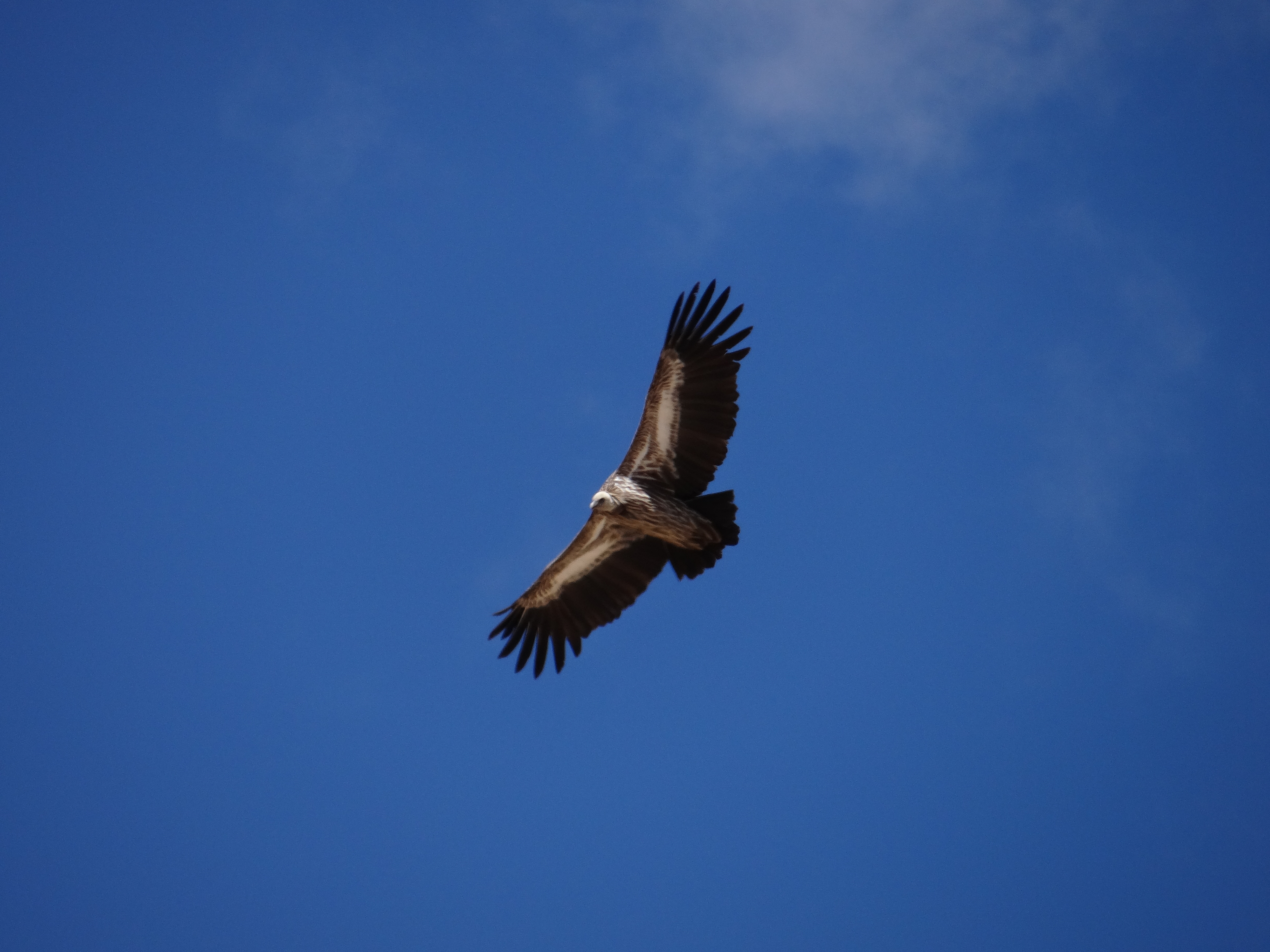 Himalayan Griffon at Taklang La pass, on the way to Tsokar Lake, Leh to Manali highway