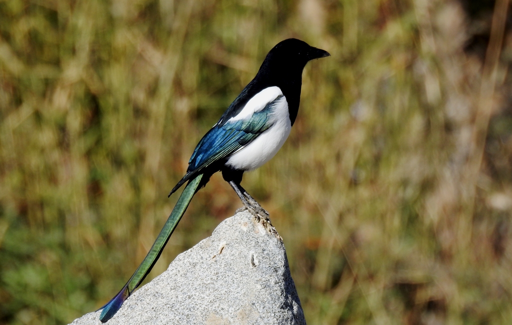 Birding in Ladakh with Ancient Tracks is unique Ladakh Birding Tour. Magpie is one of the endemic birds of Ladakh and common to Eurasian region.