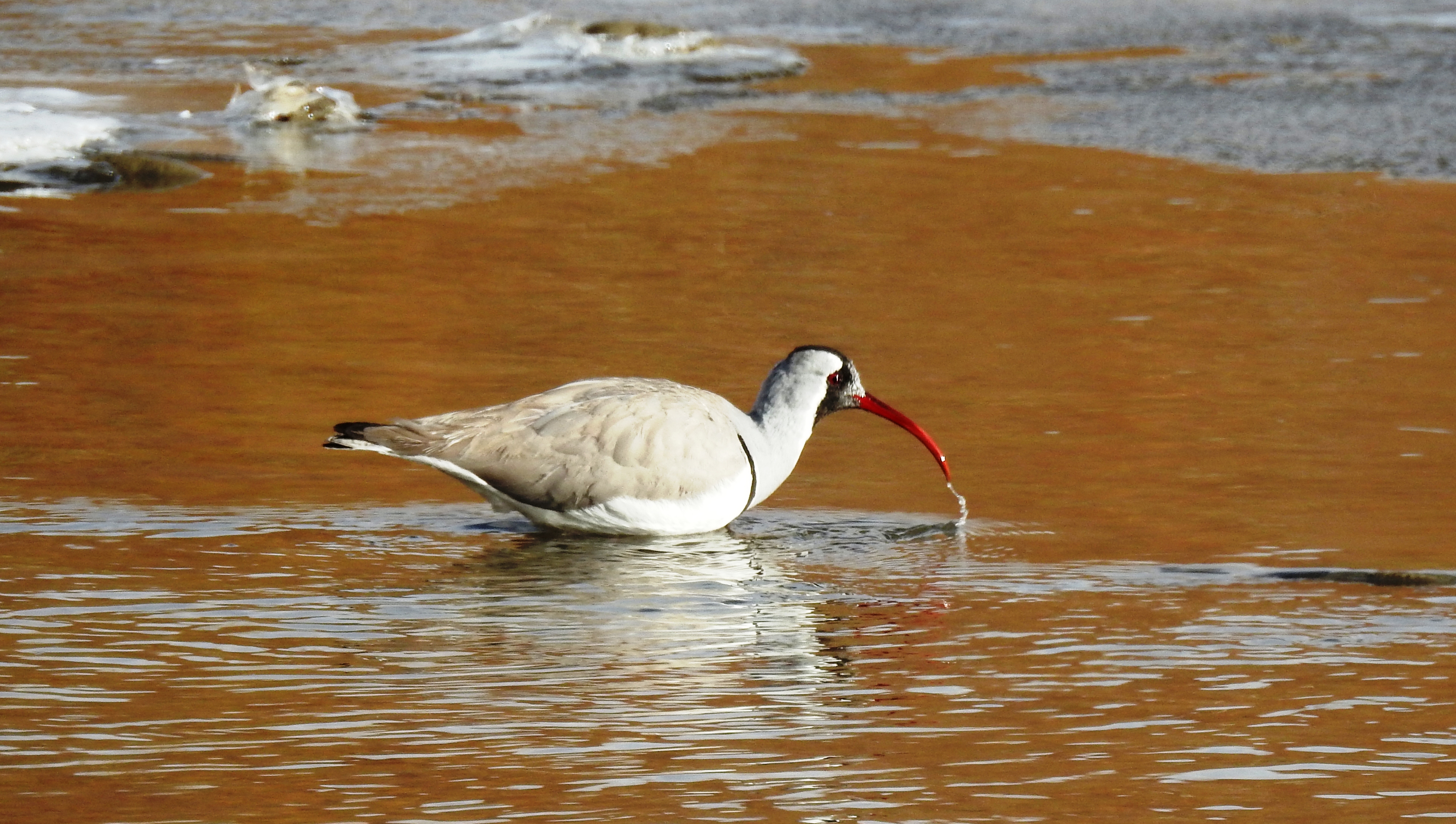 Ladakh Wildlife And Birding Tour