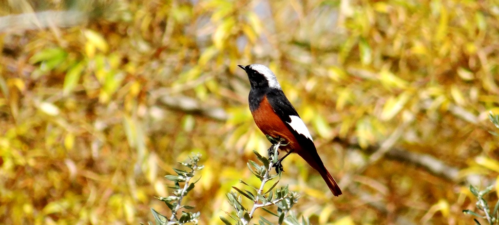 White-winged-Redstart, Guldenstadt Redstart is found in plenty in birding trips to Ladakh in the winter. Ladakh Bird Count 2017 recorded thousands of White-winged-Redstart along the Shey-Thiksay-Marshes.