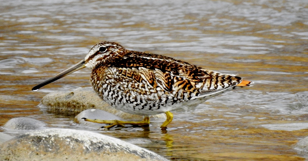 Solitary-Snipe, Solitary Snipe is one of the most sought after birds in Ladakh by wildlife photographers during winter snow leopard trips to Ladakh.