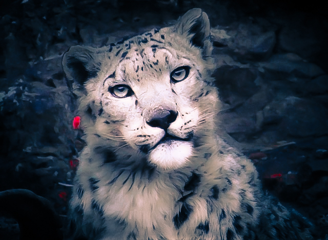 Potrait of a Snow Leopard, shot by Lobzang Visuddha in Ulley, Ladakh.