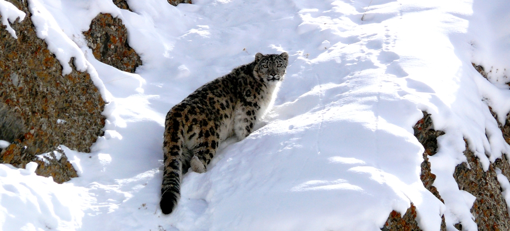 Snow Leopard Tours to Ladakh Hemis National Park (HNP) and Snow Leopard Expedition to Ulley and Rumbak.