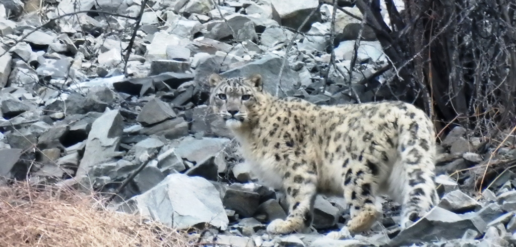 Snow Leopard Tours to Ladakh with Ancient Tracks is a great success. Husing, Rumbak sumdo, Yurutsey, Tarbung, Jingchen are snow leopard hotspots in Hemis National Park in Ladakh for snow leopard tours to Ladakh.