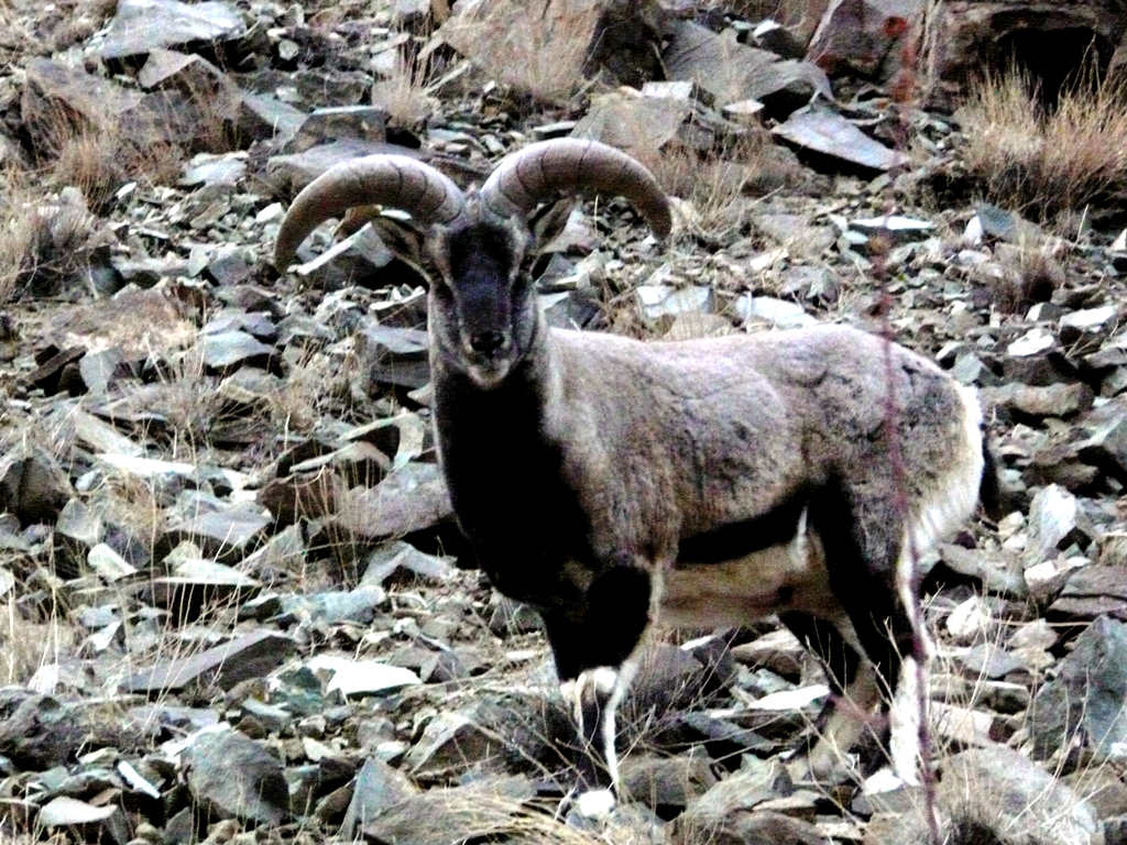 Blue-sheep is one of the main preys of snow leopards in Ladakh. Ibex, ladakh Urial, Pica, Marmot and other smaller kills also support survival of snow leopard in Leh Ladakh.