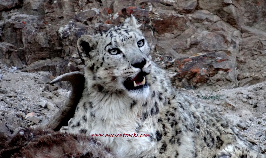 Snow Leopard Scouting in Ladakh is a wildlife photographers dream. Ladakh is called the capital of snow leopard spotting. Snow leopard tours to ladakh with ancient tracks.