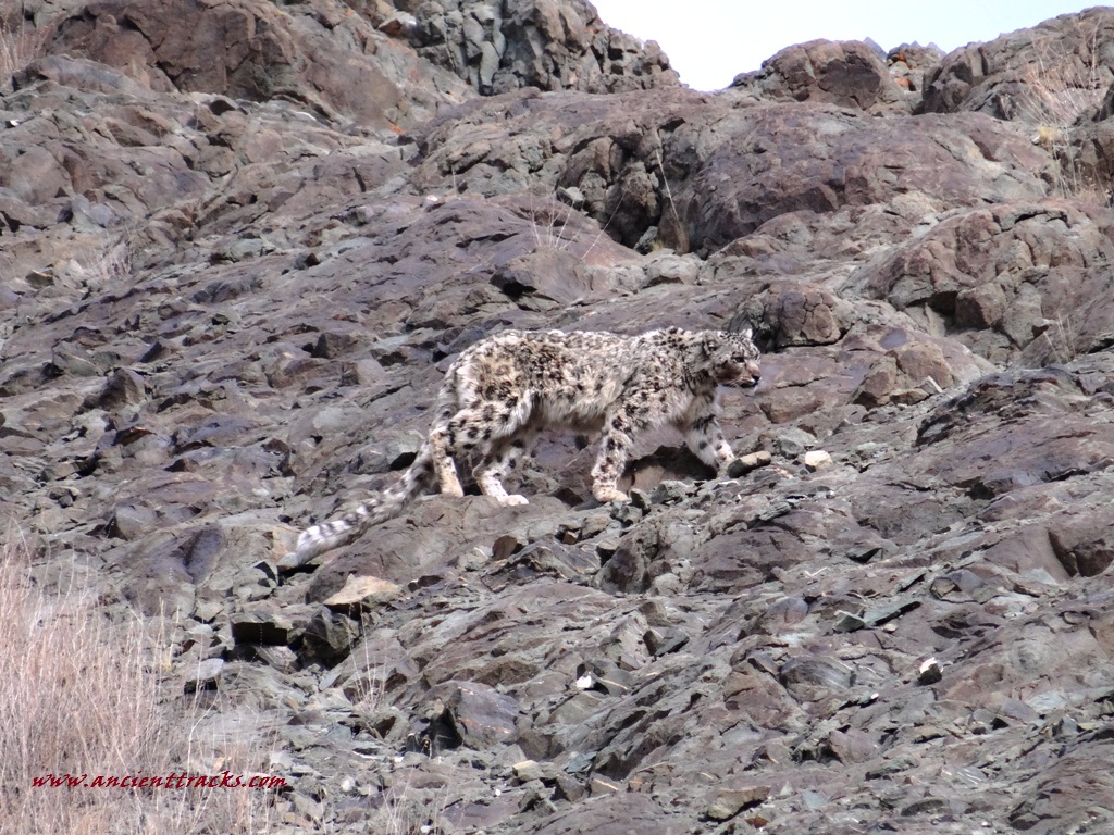 Snow Leopard Tour to Ladakh with Likir Festival is one of the exclusive snow leopard and wildlife tours to Ladakh with Monastic Festival in Winter.