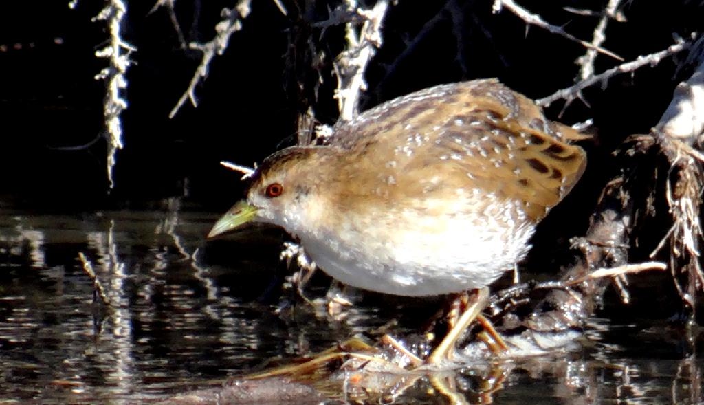 Ballion's Crake is one of the rare birds of Ladakh. Indus River Marshes and some wetlands are birding hotspots in Ladakh